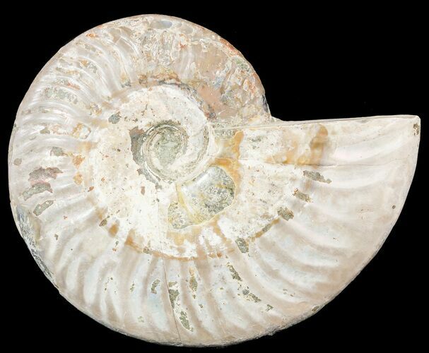 Silver Iridescent Ammonite - Madagascar #54871